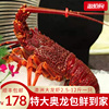奥龙大龙虾进口澳洲红龙鲜活1.2-10斤一只特大生冻岩龙西澳(龙西澳)龙