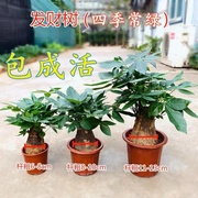 发财树小盆栽客厅办公室桌面四季常青盆景植物招财树好养绿植送礼