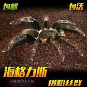 海格力斯巨人巴布宠物蜘蛛1-15厘米公母活体大型凶猛穴居捕鸟蛛
