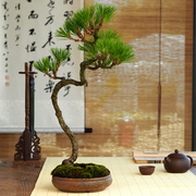 黄山松(黄山松)茶桌盆景造型，盆栽微型植物老桩迎客松室内阳台好养一物一拍