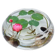 水培玻璃花瓶透明大号水仙盆碗莲盆睡莲花盆乌龟鱼缸水培植物器皿