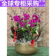 日本蝴蝶兰盆栽花卉北京送货上门年宵花节日贺礼室内观赏