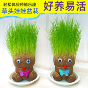 草头娃娃小盆栽长草娃娃头发，办公室绿植水培幼儿园儿童种植种草
