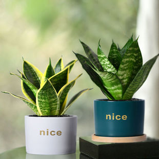 金边虎皮兰盆栽植物创意礼物绿植室内办公桌面净化空气新房吸甲醛
