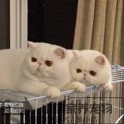 纯种赛级活体宠物加菲猫异国短毛，猫纯白色加菲幼猫家养宠物猫x