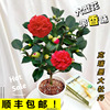 克瑞墨大牡丹茶花盆栽树苗红香妃大花型带香味阳台花卉植物室内花