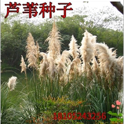 河道绿化护坡水生植物种子籽南荻芦苇种子端午节包粽子芦芛种子