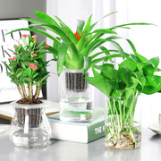 水培植物绿萝盆栽办公室内耐阴易活水养绿植吸收甲醛净化空气绿箩