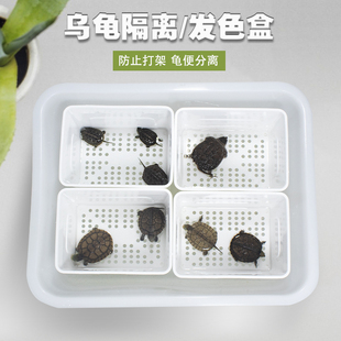 乌龟隔离饲养盒黑白鳄龟剃发色专用大号蛋龟育苗盆孔雀鱼孵化盒