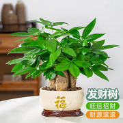 发财树盆栽室内植物大棵客厅招财植物前台绿植乔迁开业送礼盆景