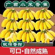 广西小米蕉新鲜香蕉10斤自然熟当季水果小香芭蕉整箱软糯香甜