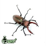 红鹿深山锹甲宠物甲虫昆虫成虫幼虫活体独角仙异蟲实验室