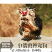 上海出售纯种约克夏梗金头钢背长毛家养宠物狗狗约克夏犬活体q