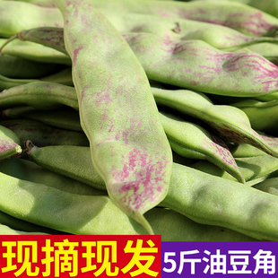 正宗东北油豆角一点红豆角新鲜蔬菜，九月青面豆角开锅烂食用农产品