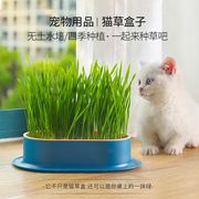 水培猫草杯懒人盆栽无水栽培猫草小麦毛猫草粒猫草自种猫咪零食