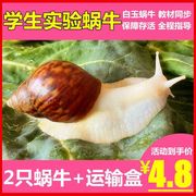 宠物白玉蜗牛活体巨型大蜗牛宠物，观赏学生科学实验教学小蜗牛套装