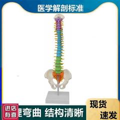 高档45CM人体脊柱模型生理s弯曲腰椎间盘神经骨盆股骨头正骨练手