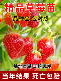 奶油草莓苗盆栽种籽子原盆原土红颜四季结果可食用阳台种植新秧苗