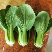 小青菜种籽正宗上海青种子籽种孑四季油莱冬季菜籽油菜大全
