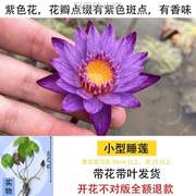 盆栽黑美人小水生植物莲水培四季碗，花苞迷你根块.带睡莲花卉家庭