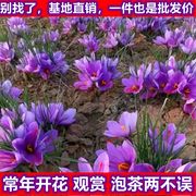 藏红花种球番红花种子西红花球根苗盆栽植物冬季开花藏红花种子