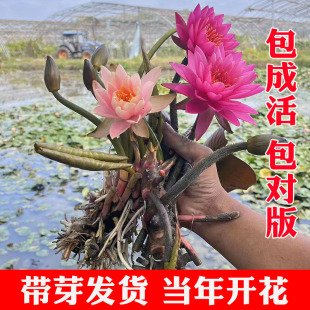 睡莲水培植物四季户外水养水莲花，花卉盆栽荷花种孑带花苞睡莲根块