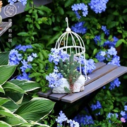 塔莎的花园蓝雪花盆栽棒棒糖花苗大小苗室内开花植物阳台庭院绿植