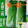 太原二青大白菜种子天津青麻叶种籽高筒，长白菜蔬菜种子高产四季播