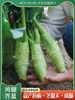 甜脆鸡腿芥蓝种子粗条籽，芥兰广东四季菜籽，大菜秋季蔬菜种籽孑菜种