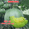 绿宝石甜瓜种子香瓜种籽绿肉薄皮超甜春季四季盆栽水果种孑苗