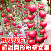 粉贝贝圣女果种子种籽苗小番茄西红柿秧苗四季蔬菜，孑菜种盆栽菜苗