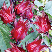 洛神花种子玫瑰茄种籽四季播种花卉室内阳台盆栽室外庭院花种籽子