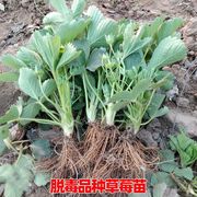 带原土带花盆栽草莓苗四季结果草莓苗种苗，奶油草莓苗阳台种