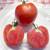 水果草莓番茄种子沙瓤超甜浓郁进口传家宝春秋室内阳台种菜盆栽