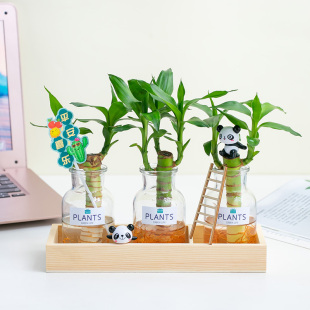 水培植物富贵竹绿萝吉祥办公室，桌面装饰创意绿植，节日定制摆件