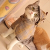 福尔摩斯套猫侦探子斗篷装宠物衣服可爱猫英帽短美短猫94咪搞怪装