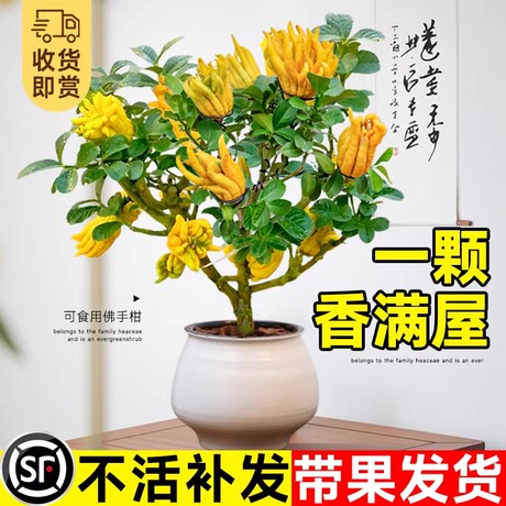 金华佛手