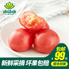 小汤山番茄 约400g 新鲜蔬菜基地种植采摘99元包