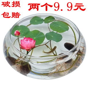 玻璃花瓶碗莲铜钱草水仙花盆，水培花卉绿植，水养客厅阳台桌面摆件