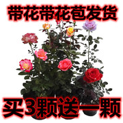 果汁阳台灌木月季大花玫瑰四季开花浓香花卉室内阳台盆栽带花苞花