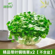 培植客厅睡莲水生水养，四季花盆房间，创意盆景金钱草盆栽水仙