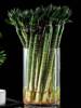 富贵竹透明圆柱直筒玻璃花瓶水培花器 水养家用摆件