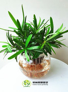 水培植物-净化空气-防辐射-办公室植物-罗汉松-绿植小盆栽