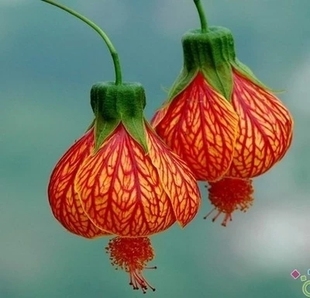 中国特色花像红灯笼的纹瓣扶桑，风铃扶桑，灯笼花，居家净化空气