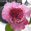 铃兰家绘本的玫瑰日本2024超月季花苗，灌木强香盆栽粉色