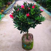 四季杜鹃红山茶花带花浓香型盆栽，室内外阳台庭院，观赏花卉绿植好养