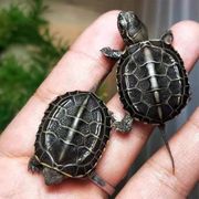 宠物乌龟观赏龟苗儿童宠物小龟龟墨龟黑龟幼龟外塘草龟萌宠活体龟