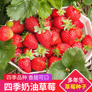 四季奶油草莓种子  易活超甜大草莓籽阳台盆栽室内外蔬菜水果种孑