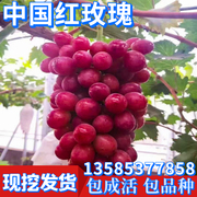 中国红玫瑰葡萄苗无籽南方北方四季庭院盆栽果树种植耐寒当年结果
