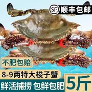 梭子蟹鲜活冷冻舟山新鲜超大螃蟹，海蟹白蟹海鲜，水产红膏蟹飞蟹肥蟹